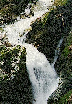 Bristol Memorial Forest